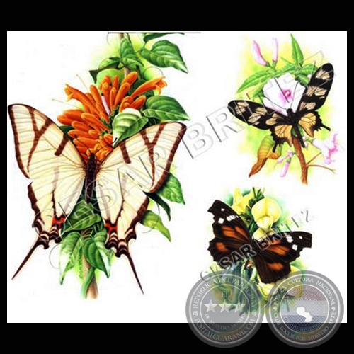 MARIPOSAS - Ilustración de César Brítez